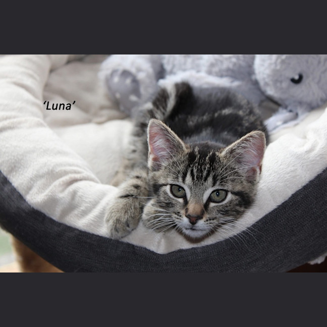 Photo of Luna   Petstock
