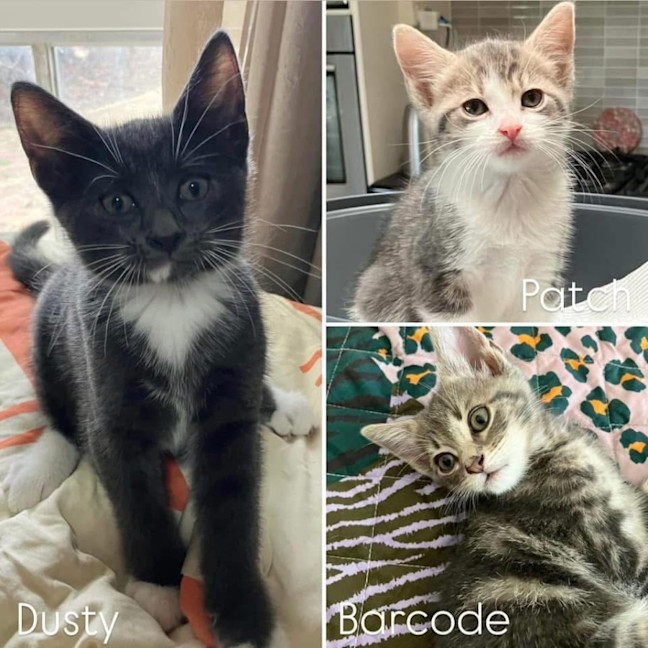 Photo of 11271   Barcode 