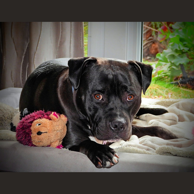 Photo of Buddy