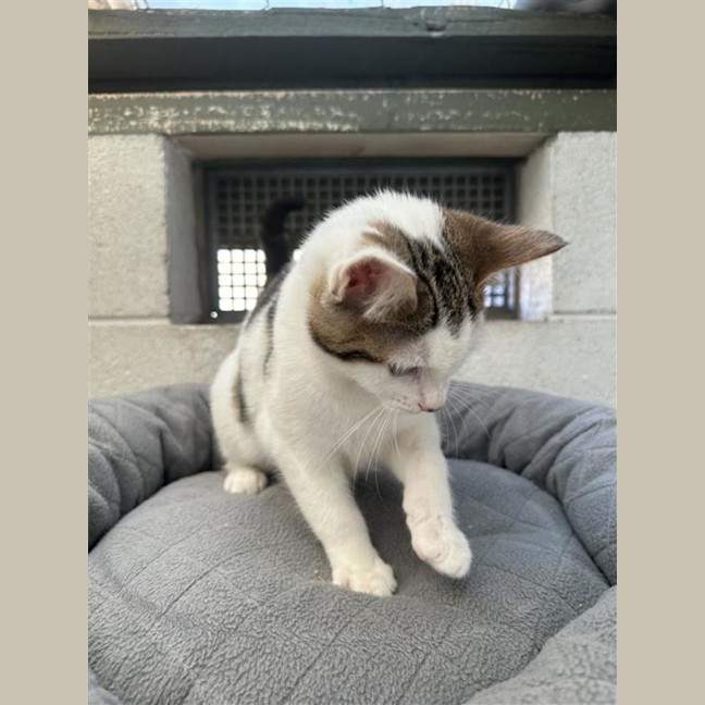 Photo of Bobbity