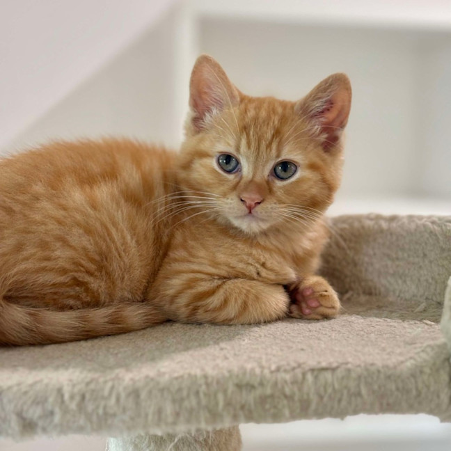 Photo of Tumble And Rumble