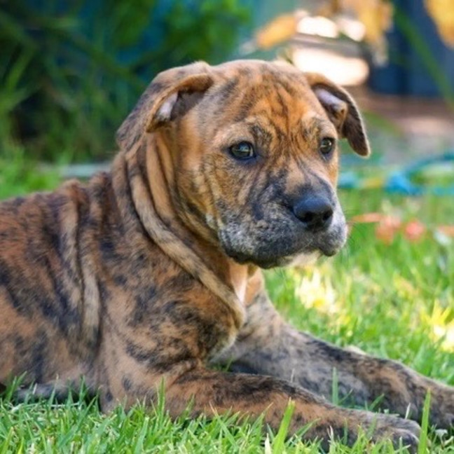 Photo of Tonka