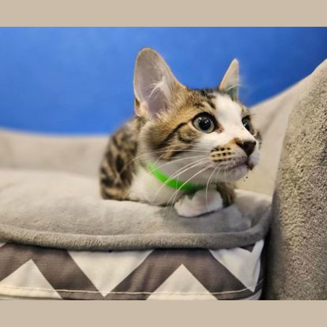 Photo of Winston 