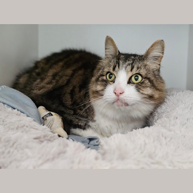 Photo of Tonka Truck