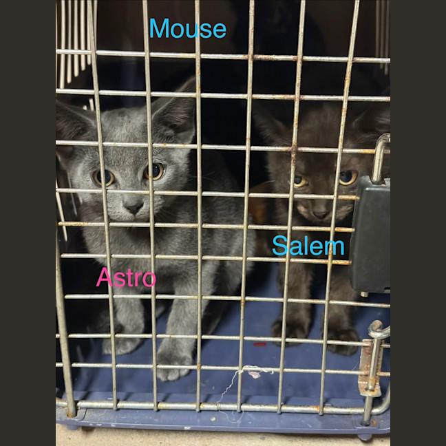 Photo of Comet, Mouse, Salem, Fox, Astro And Sunny
