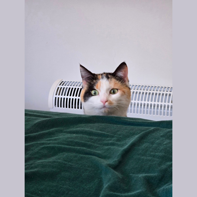 Photo of Cheeto