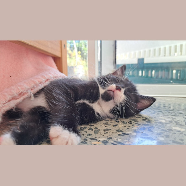 Photo of C1396 Spencer