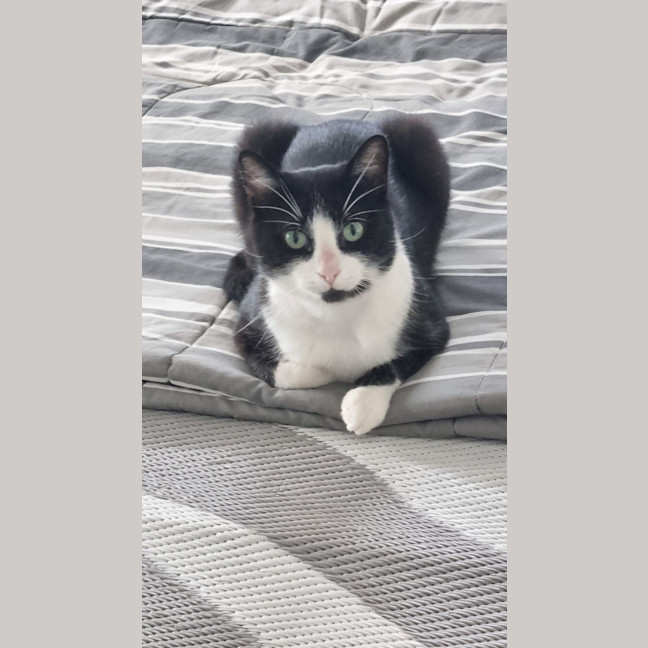 Photo of Romeo And Ella Bonded Pair 