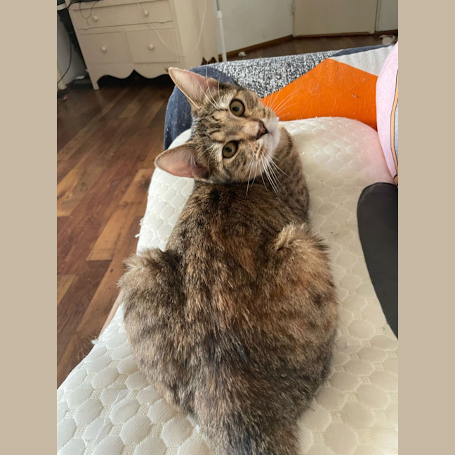Photo of Luna