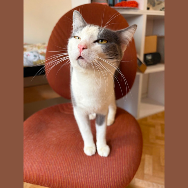 Photo of Mikey And Bob