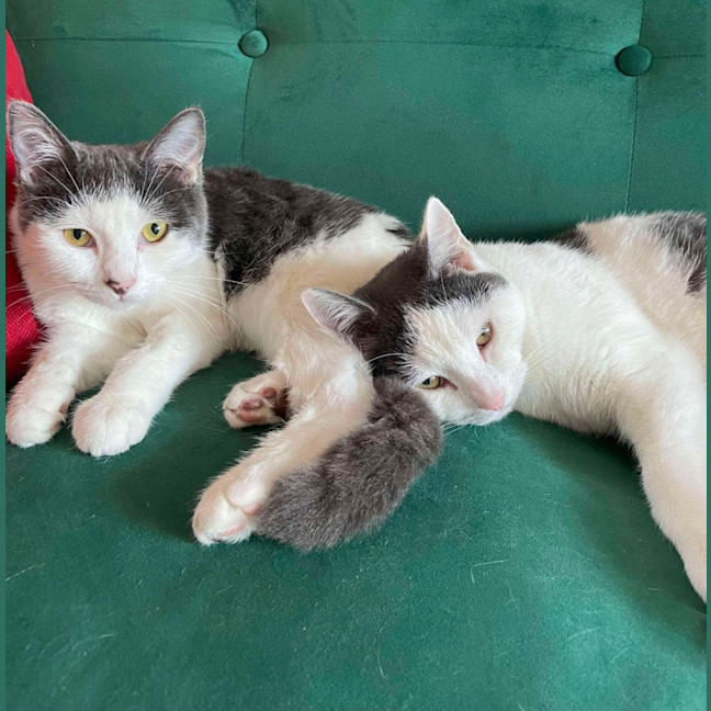 Photo of Fifi & Lupin 
