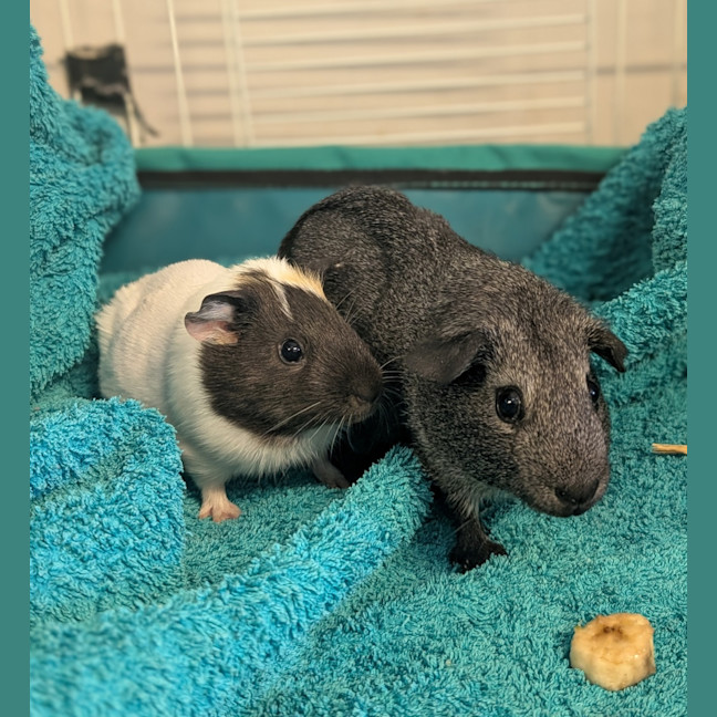 Photo of Penny