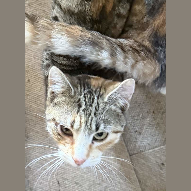 Photo of Sugar