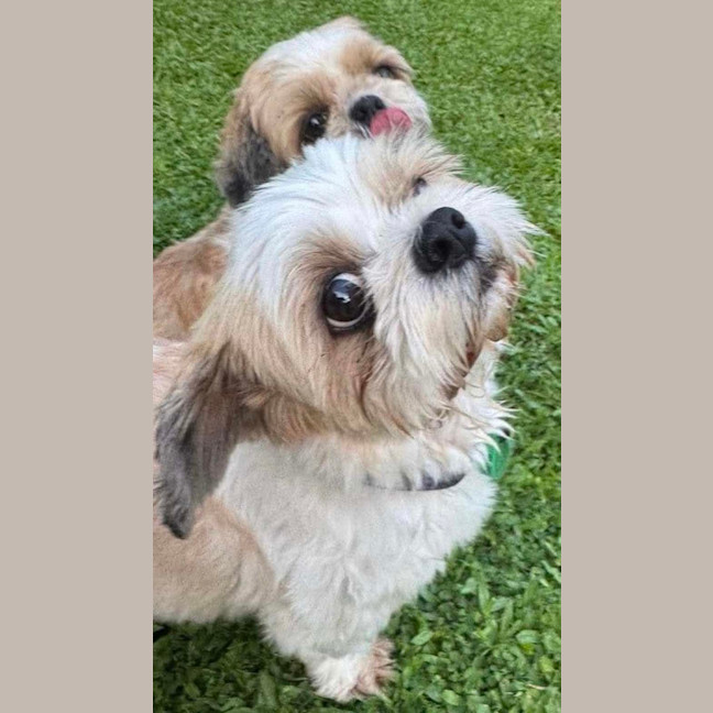 Photo of Chewy & Squiddley