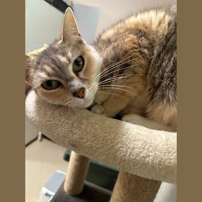Photo of Kitty Kat