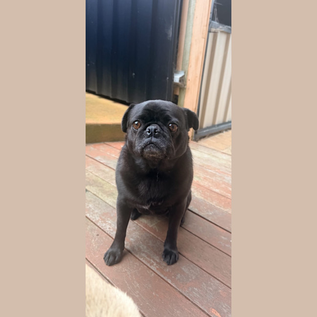 Photo of Sage 