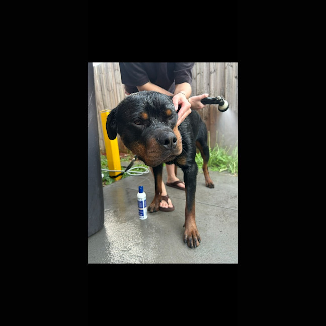 Photo of Bear