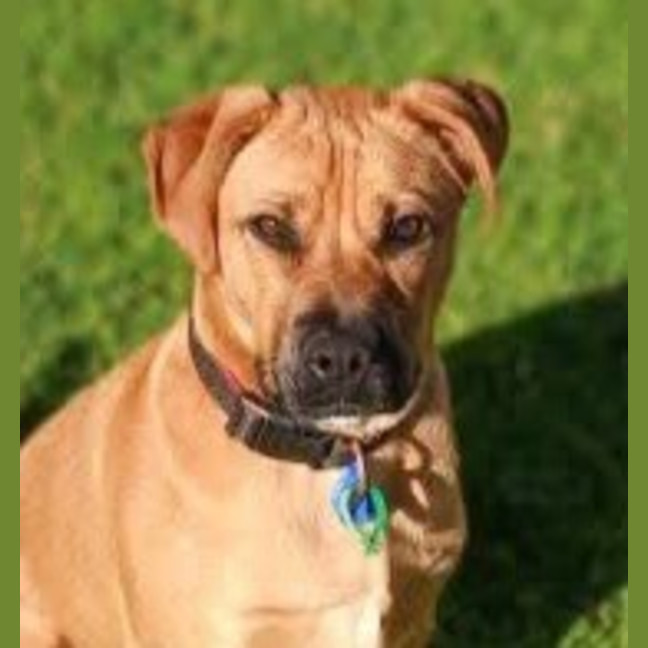 Photo of Alf