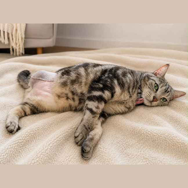 Photo of Pepper