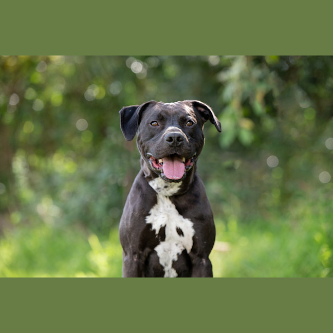 Photo of Bronson