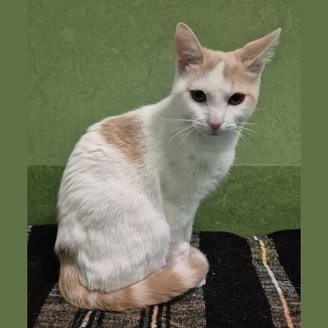 Photo of Mario (Bonded With Luigi)