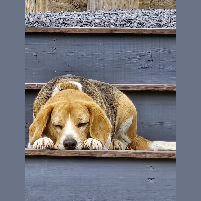 Photo of Patch