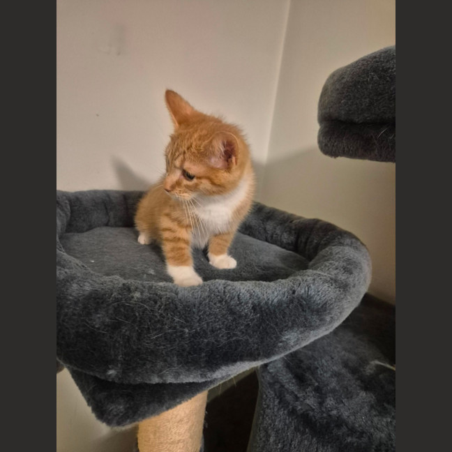 Photo of Simba