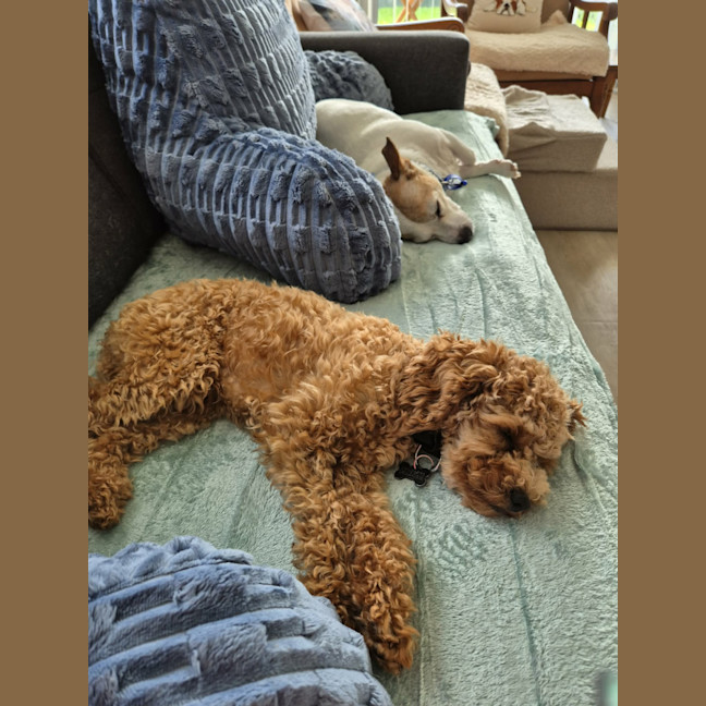 Photo of Russell 🌞 17 Month Old Cavoodle 
