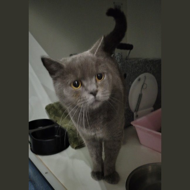 Photo of Sumi