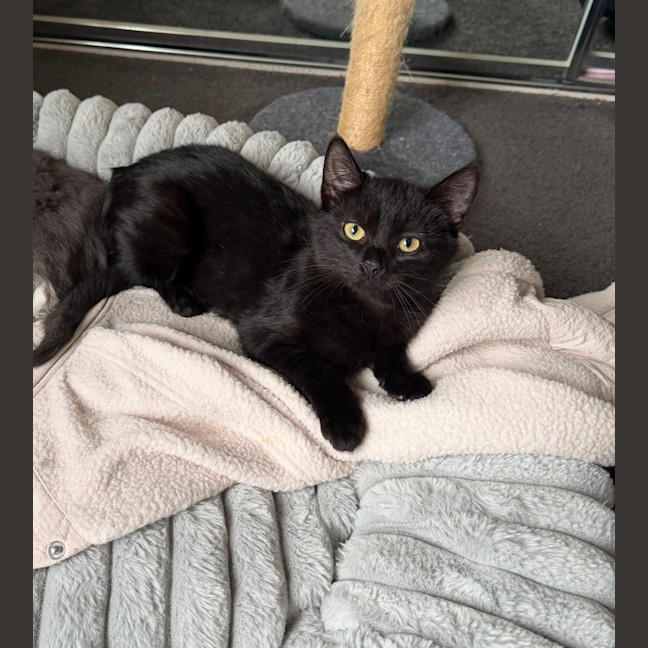 Photo of Cosmo