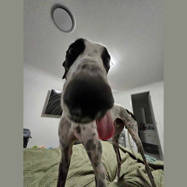 Photo of Harry, The Cat Tolerant Greyhound 