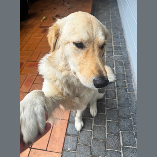 Photo of Indiana   15 Month Old Golden Retriever 