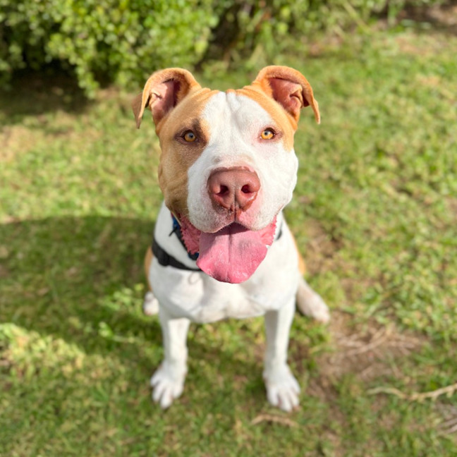 Photo of Boopington Mc Zoomie