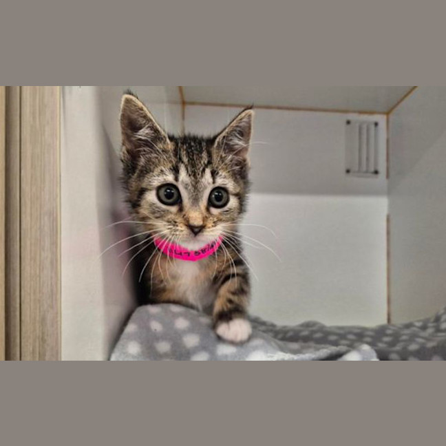 Photo of Freya