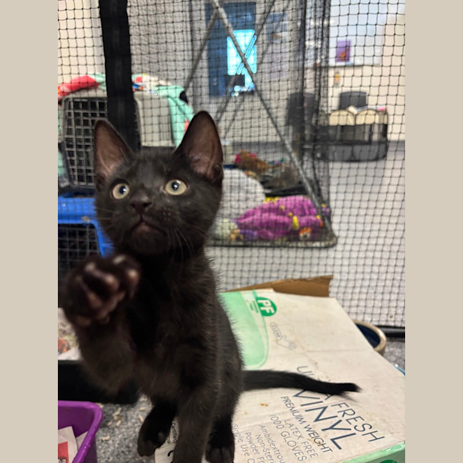 Photo of Comet