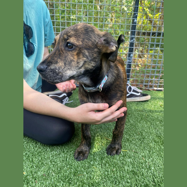 Photo of D1062 Precious