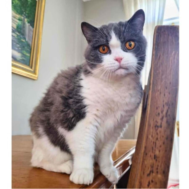 Photo of 🏹Sir Perci🏹