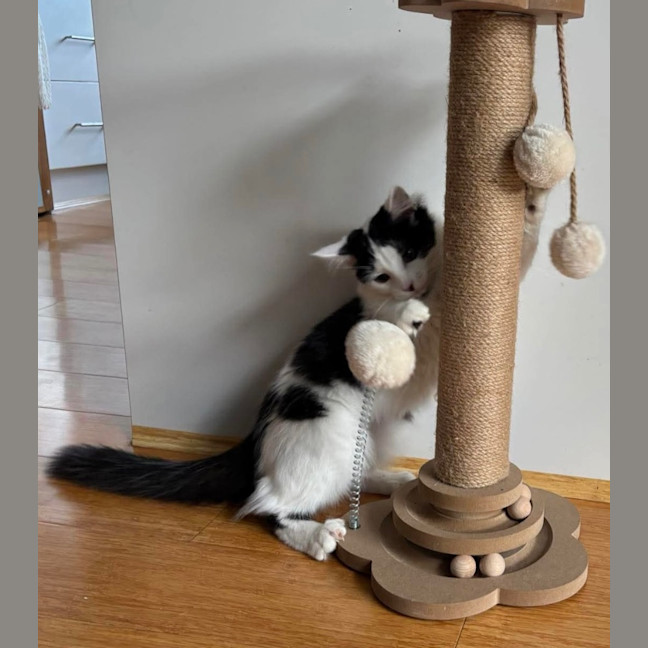 Photo of Peanut