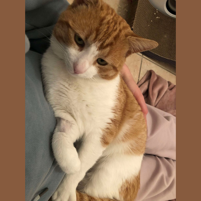 Photo of Archie 🧡 