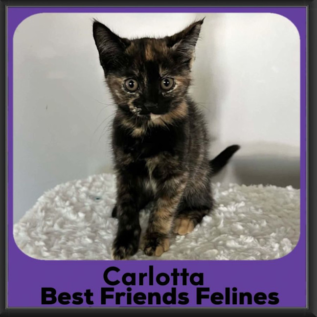 Photo of Carlotta