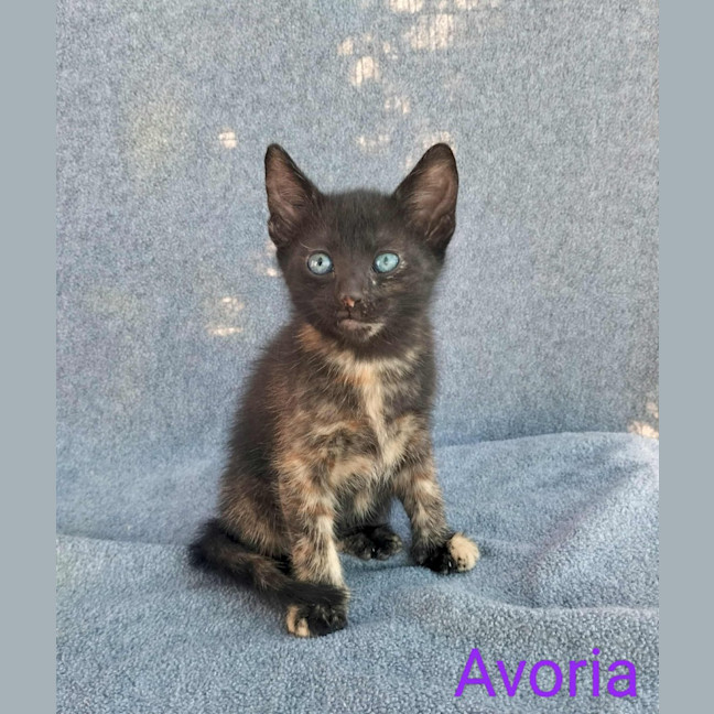Photo of Avoria