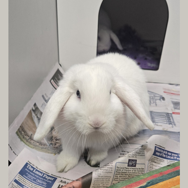 Photo of Marzipan (Bonded To Juniper)