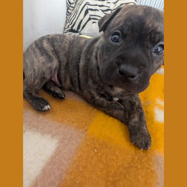 Photo of Cobalt