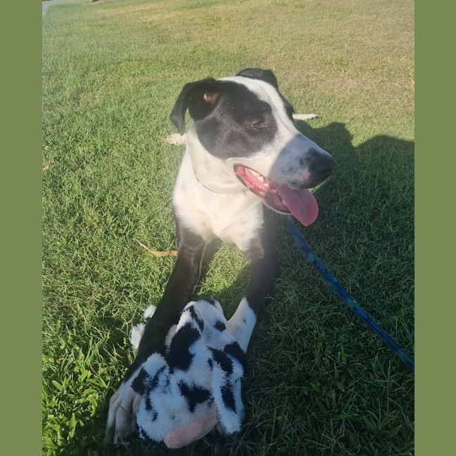 Photo of Ace *$250 Adoption Fee*