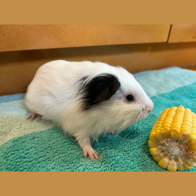 Photo of Ravioli / Gnocchi