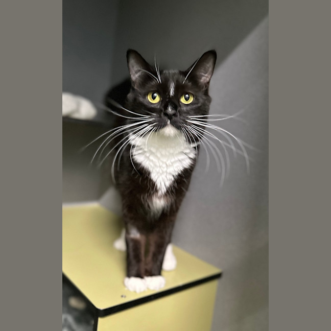 Photo of Shadow