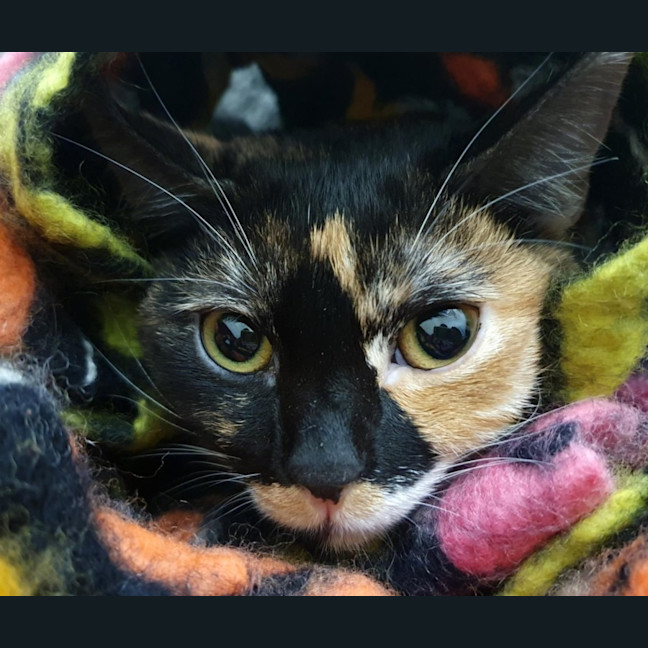 Photo of Dido