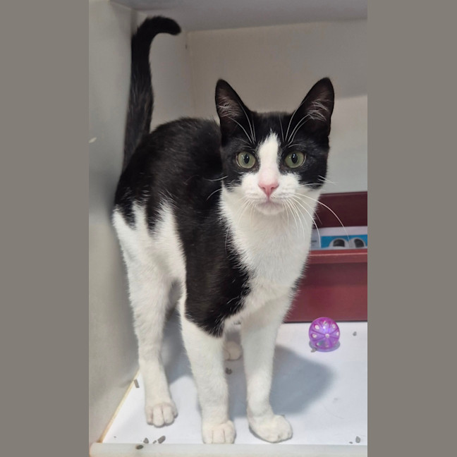 Photo of Bromley (9081)