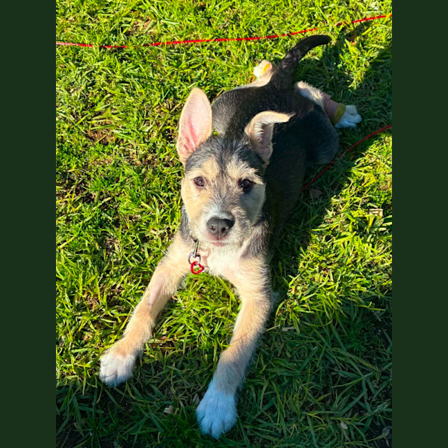 Photo of Chief
