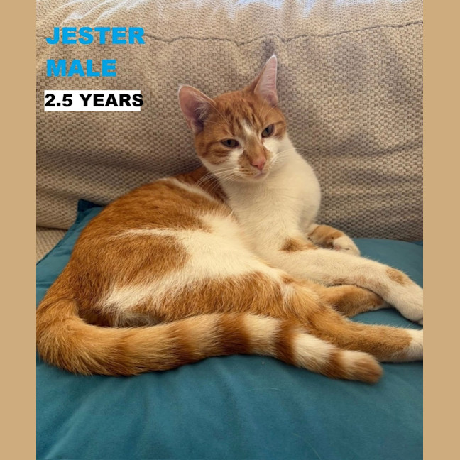 Photo of Jester